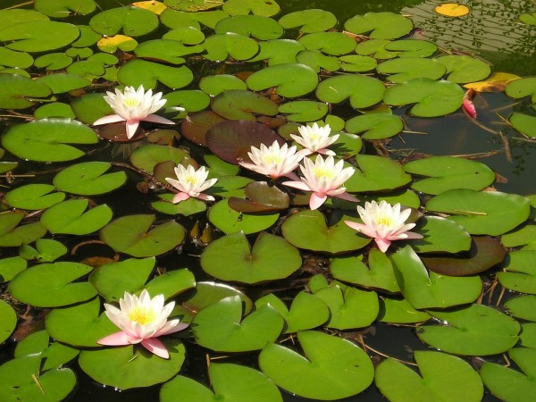 Diakonissenhaus Bethlehem, Karlsruhe  -- Sommergarten

Klicken fr das nchste Bild