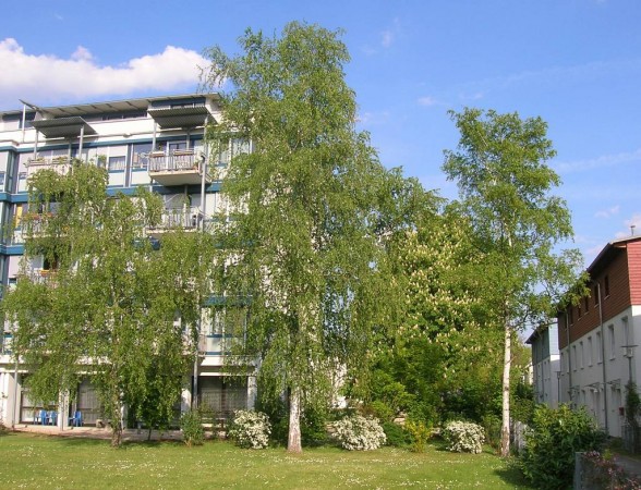 Diakonissenhaus Bethlehem, Karlsruhe  -- Garten im Frhsommer

Klicken fr das nchste Bild