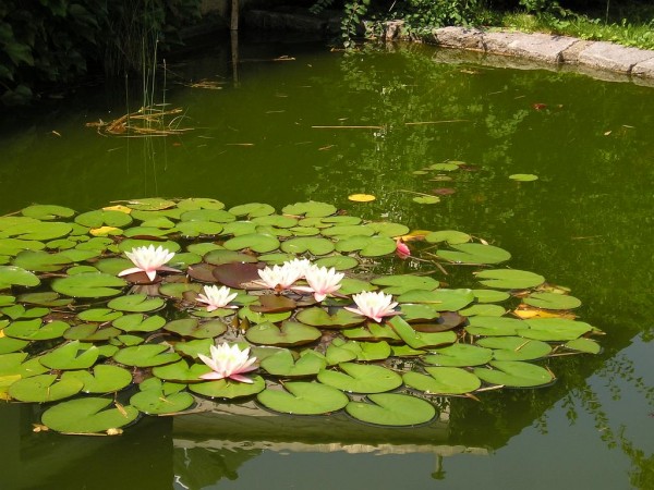 Diakonissenhaus Bethlehem, Karlsruhe  -- Sommergarten

Klicken fr das nchste Bild