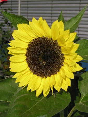 Diakonissenhaus Bethlehem, Karlsruhe  -- Sommergarten

Klicken fr das nchste Bild