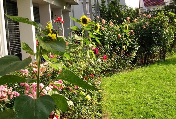 Diakonissenhaus Bethlehem, Karlsruhe  -- Sommergarten

Klicken fr das nchste Bild