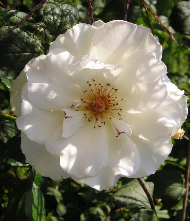 Diakonissenhaus Bethlehem, Karlsruhe  -- Sommergarten

Klicken fr das nchste Bild