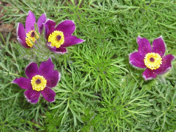 Diakonissenhaus Bethlehem, Karlsruhe  -- Sommergarten

hier klicken, um die Dia-Show zu wiederholen